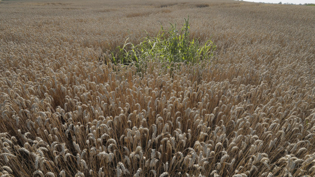 GRAIN FROM UKRAINE