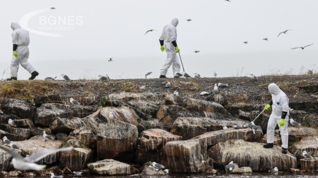 The French government has raised the level of risk associated with bird flu "to its maximum" due to "several outbreaks in breeding"