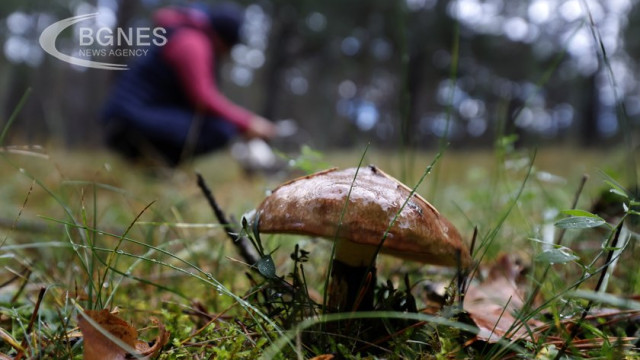 Magic mushrooms can do some amazing things, from inducing vivid hallucinations to temporarily "dissolving" a person's ego and potentially even relieving treatment-resistant depression, Science alert reported.