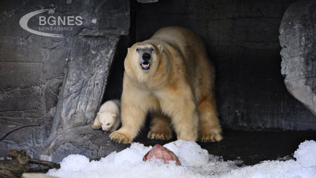 A polar bear has died from bird flu as the highly contagious H5N1 virus spreads to the most remote parts of the planet