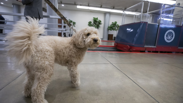 Cecil, a designer goldendoodle from Pennsylvania became famous in the US for eating an envelope of money his owners had set aside for a handyman.