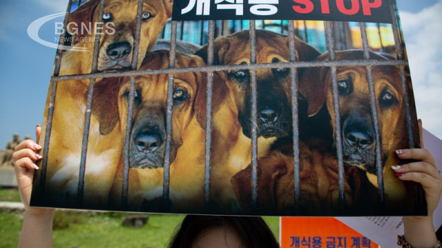 South Korea's parliament has passed a bill to ban the breeding, slaughter and sale of dogs for meat