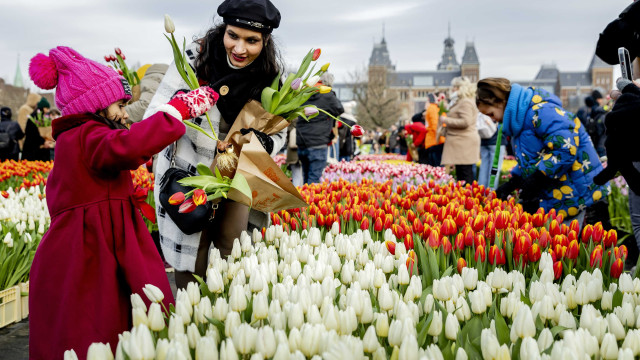 Netherlands celebrated National Tulip Day