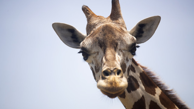 A lonely giraffe in Mexico has taken a long journey to a new home