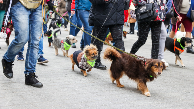 Dogs understand us, new study shows