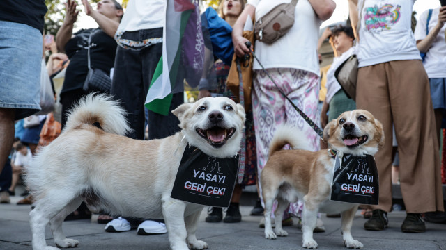 Turkey decides the fate of millions of stray dogs