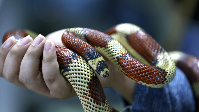 A new species of giant snake has been discovered in the Amazon