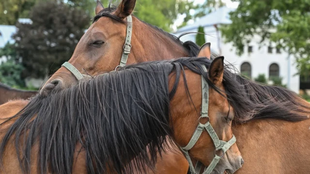 Scientists: Horses can think strategically