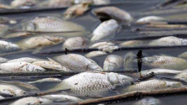 The city of Volos is in a state of emergency due to a flood of dead fish