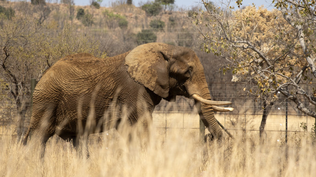 Zimbabwe culls 200 elephants due to overpopulation and lack of food