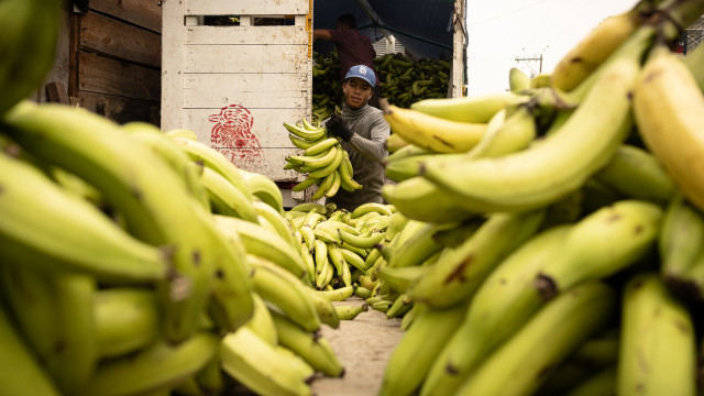 Over 40kg of cocaine was found in pallets of bananas for French supermarkets