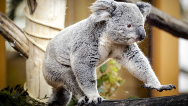 A koala walking through a supermarket in Australia