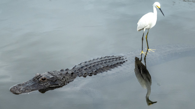 Alligators swam on Florida streets