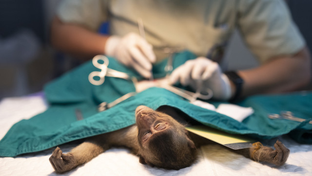 Part of a zoo in Hong Kong has closed after the death of 8 monkeys