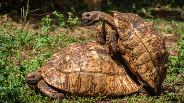 Zoo creates an 'Olympic Games' for turtles in Australia