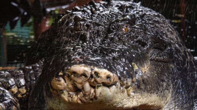 World's largest crocodile in captivity died