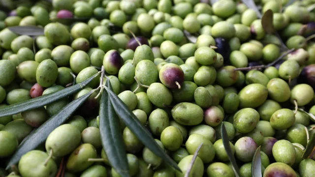 Olive oil may reduce the risk of inflammatory bowel disease