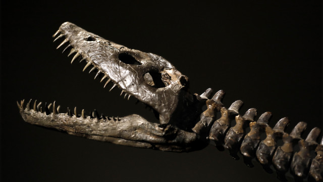 Scientists unveil incredible fossil of 12-million-year-old crocodile