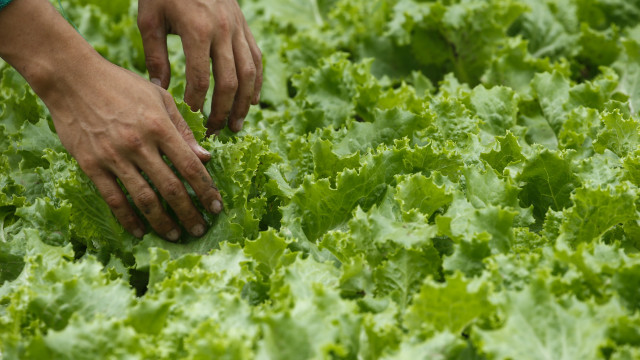 Experts recommend lettuce water for falling asleep faster