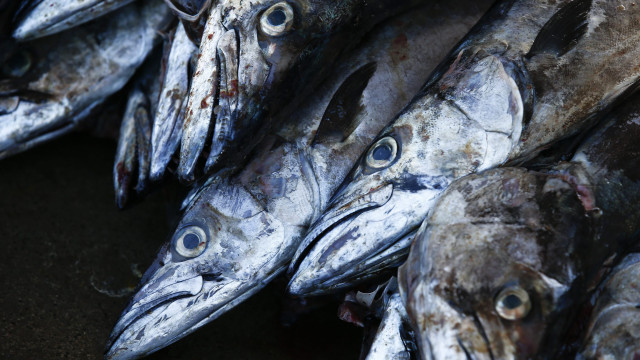 Daily consumption of mackerel may reduce risk of Alzheimer's and dementia