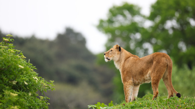 Seven-year-old boy survived 5 days in lion reserve