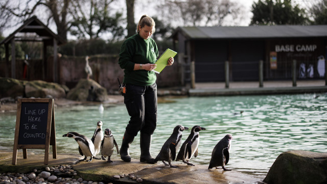 London Zoo counts its animals one by one every year